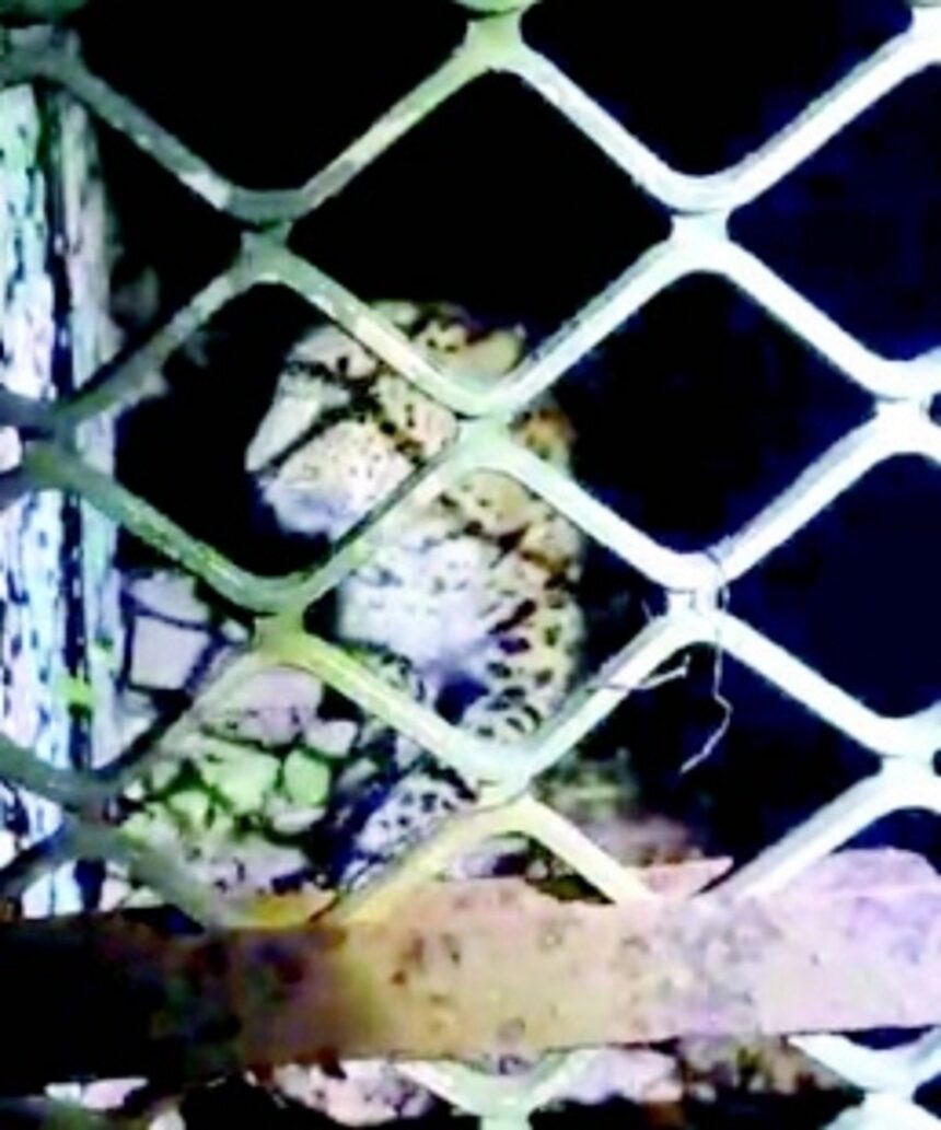 Rivona residents heave a sigh of relief after Forest Department traps elusive leopard 1 Rivona residents heave a sigh of relief after Forest Department traps elusive leopard