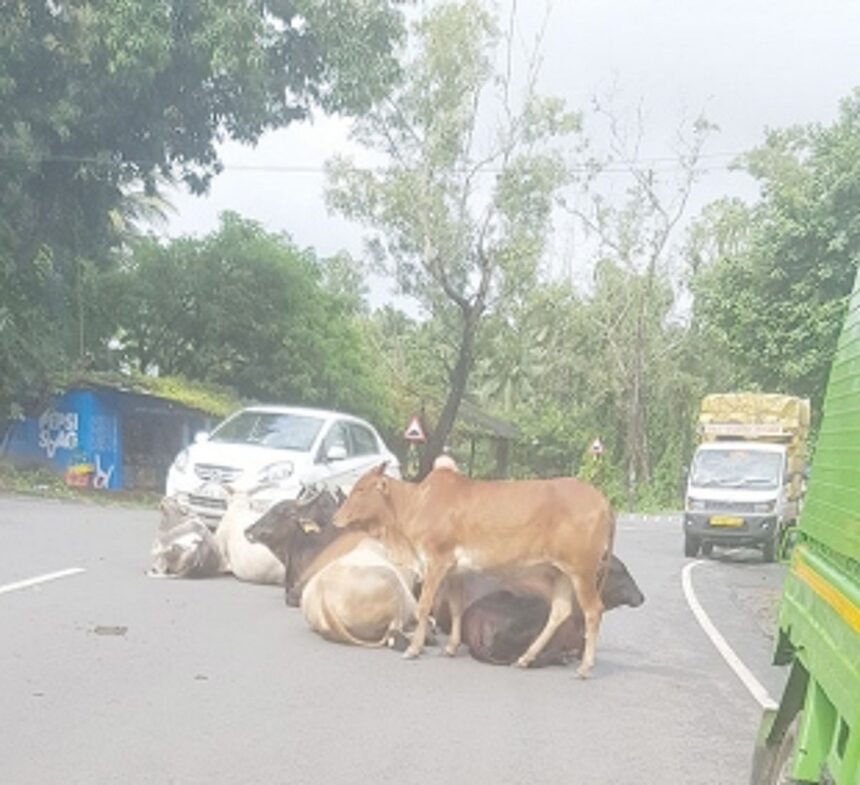 Road mishaps on rise in Salcete as stray cattle rule the roads