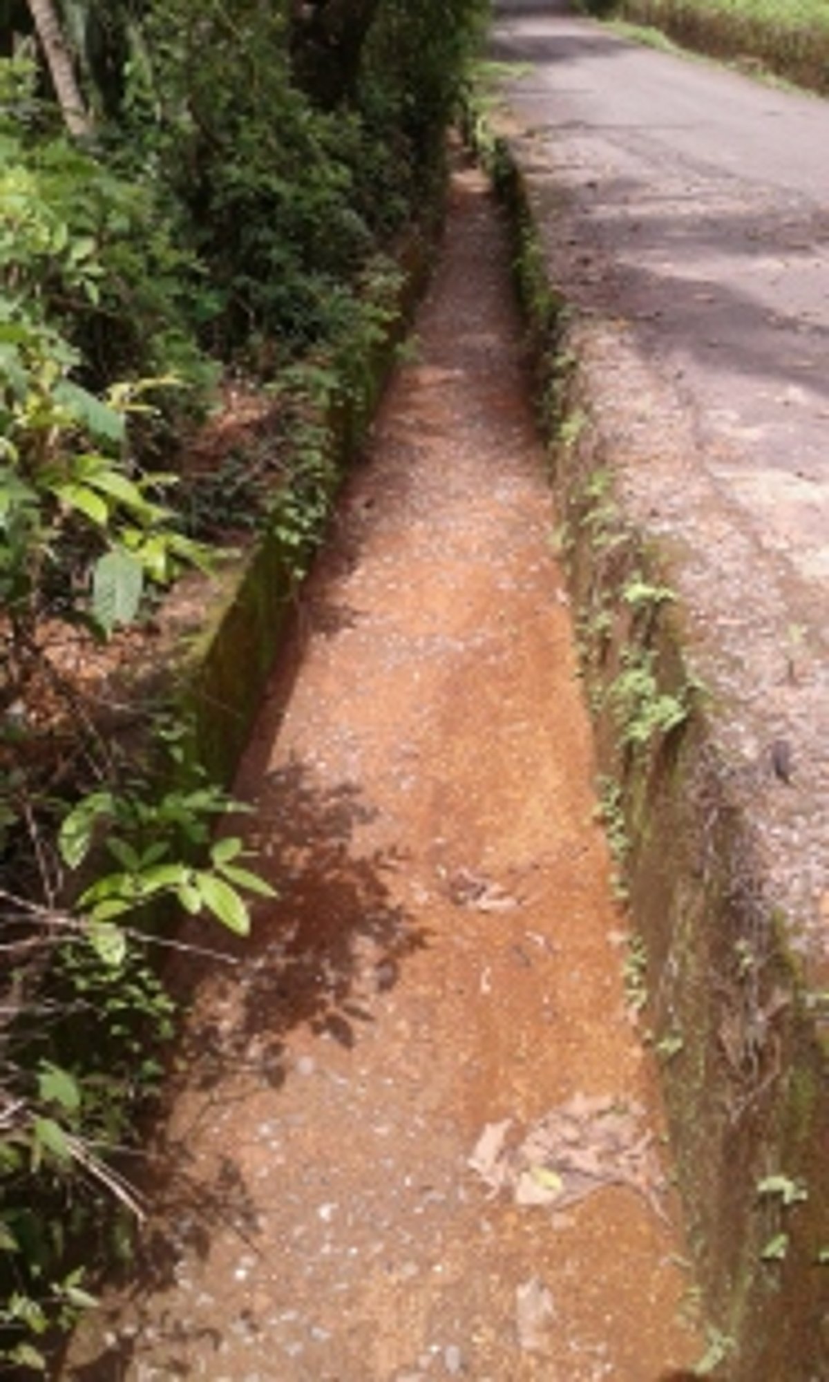 Road side bushes and drains cleared in Sanguem
