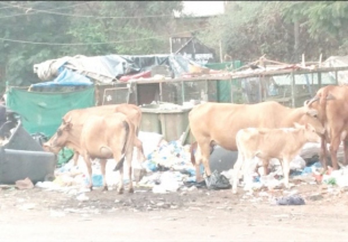 Roadside garbage at Mangor Hill attracts stray cattle, dogs