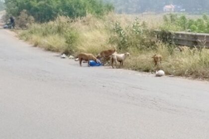 Roadside garbage dumping along  Nuvem-Arlem bypass