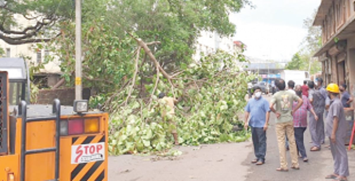 Roadside trees need  to be trimmed