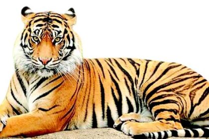 Roaring demand to notify Mhadei as Tiger Reserve