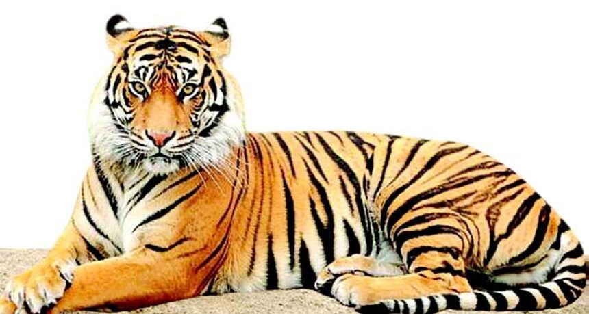 Roaring demand to notify Mhadei as Tiger Reserve