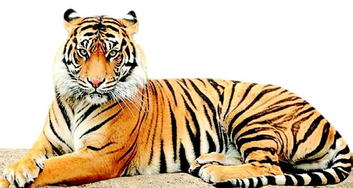 Roaring demand to notify Mhadei as Tiger Reserve