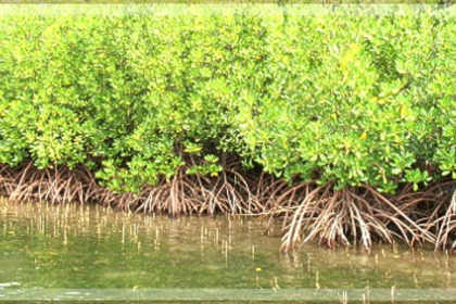 Roots of resilience: The mangrove guardian campaign