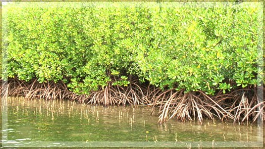 Roots of resilience: The mangrove guardian campaign