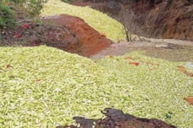 Rotting cucumbers in Netravali pose severe health risk