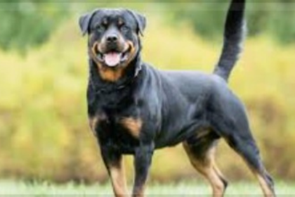 Rottweiler Attack in Assagao Leaves Man Injured, Owner Booked