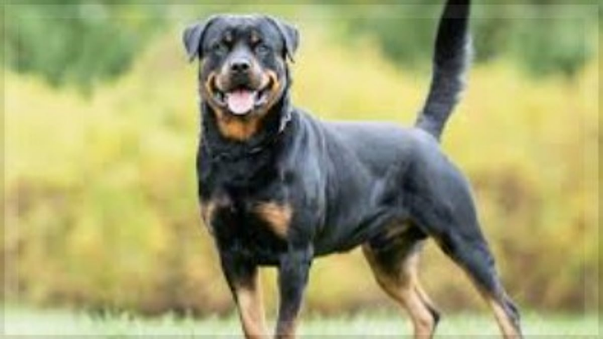 Rottweiler Attack in Assagao Leaves Man Injured, Owner Booked 1 Rottweiler Attack in Assagao Leaves Man Injured, Owner Booked