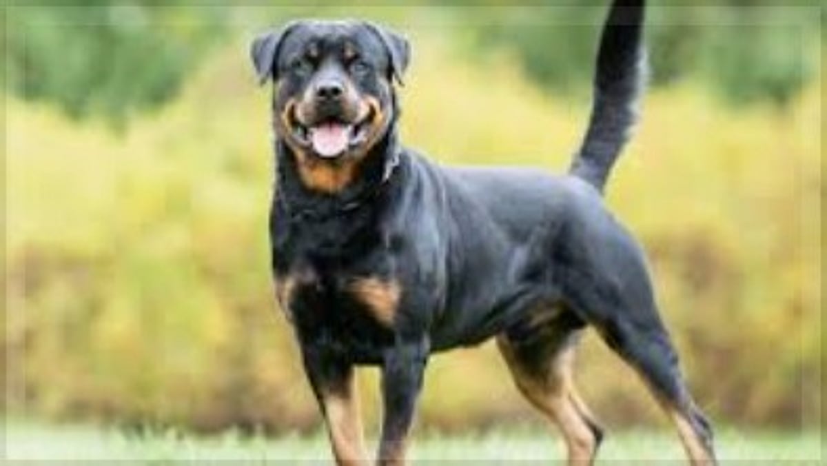 Rottweiler Attack in Assagao Leaves Man Injured, Owner Booked