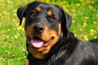 Rottweiler attacks 10-year-old Camurlim girl, two brothers booked for negligence
