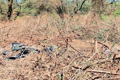 Row over illegal clearing of beach vegetation at Calangute