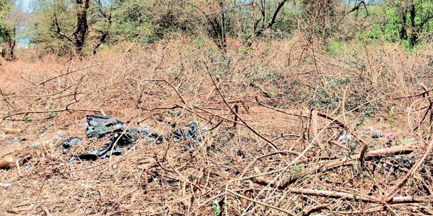 Row over illegal clearing of beach vegetation at Calangute 1 Row over illegal clearing of beach vegetation at Calangute