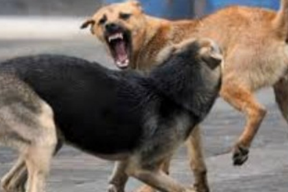 Russian Tourist Attacked by Stray Dogs at Benaulim Beach During Holi Weekend