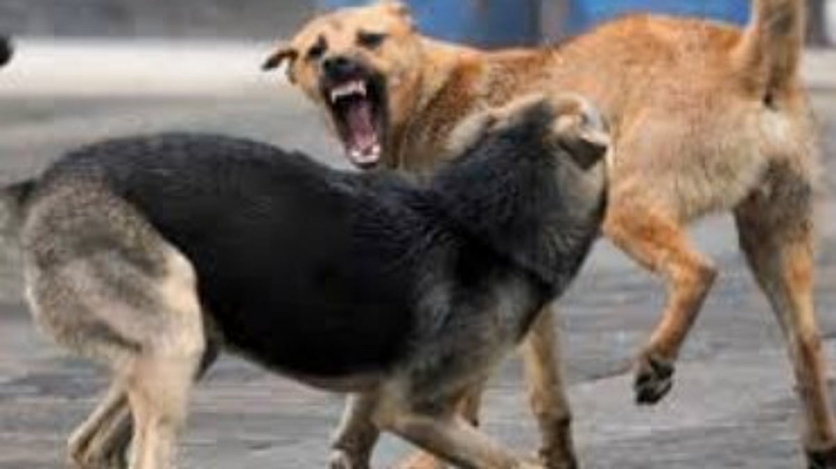 Russian Tourist Attacked by Stray Dogs at Benaulim Beach During Holi Weekend