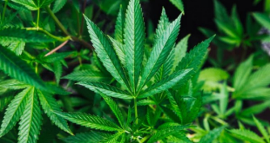 Russian hand in home cultivation  of narcotics exposed