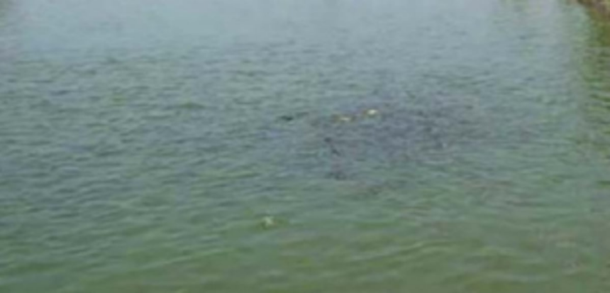 Russian national’s body found floating at Pernem 1 Russian national’s body found floating at Pernem