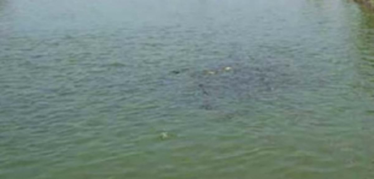 Russian national’s body  found floating at Pernem