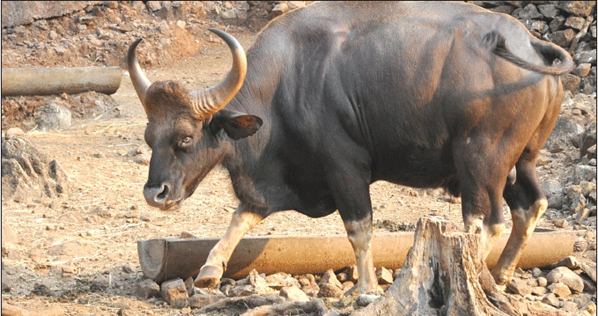SAVE WILD LIFE! Our cameraman Rozario Estibeiro visited the Bondla wild life sanctuary to see for himself the events of the wild life week being observed by the Forest Department and shot this picture of a bison.