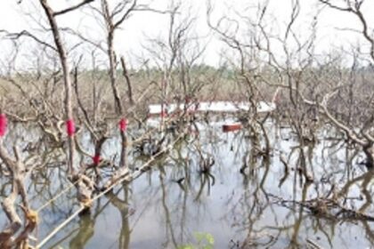 SAVING THE LIFE-GIVING MANGROVES OF GOA