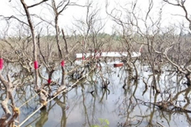 SAVING THE LIFE-GIVING MANGROVES OF GOA
