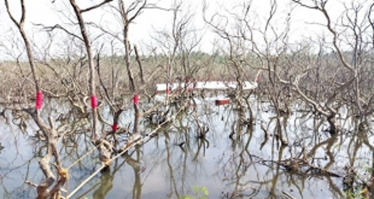 SAVING THE LIFE-GIVING MANGROVES OF GOA