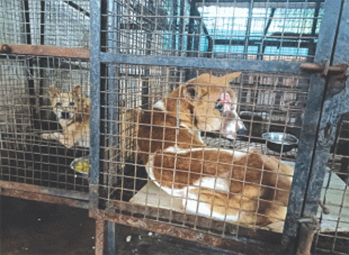 SC orders immediate stray round-up in Delhi-NCR