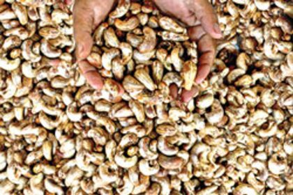 SEASON'S FIRST: A vendor holds a handful of raw cashew nuts