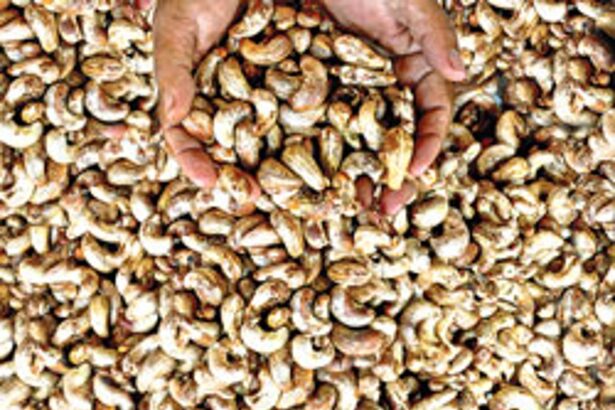 SEASON'S FIRST: A vendor holds a handful of raw cashew nuts