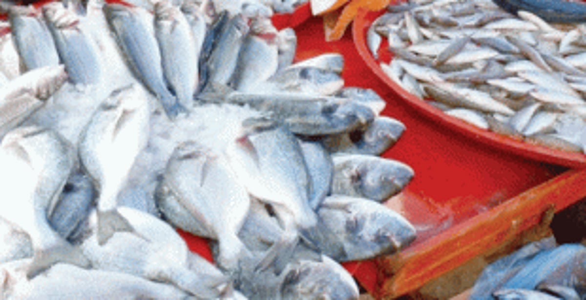 SGPDA to meet on allegation of “extraneous reasons” behind “resistance” to opening wholesale fish market