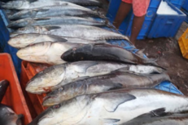 SGPDA wholesale fish market  to open on August 1