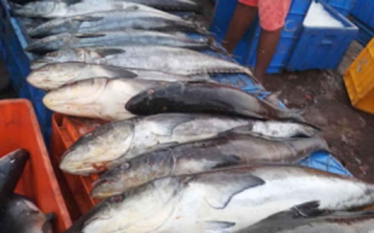 SGPDA wholesale fish market  to open on August 1