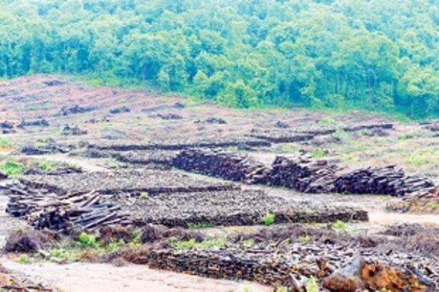 SHARPENED AXE SWINGS TOWARDS THE FORESTS