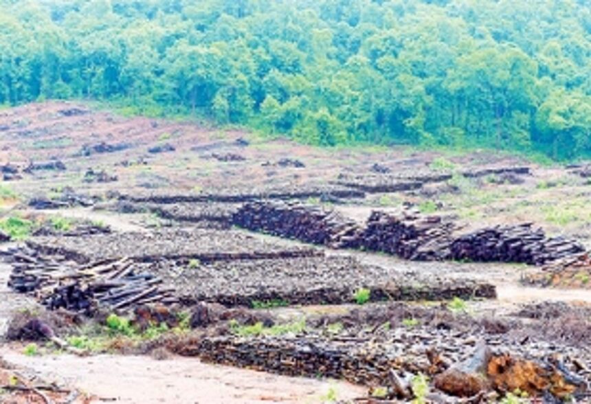 SHARPENED AXE SWINGS TOWARDS THE FORESTS
