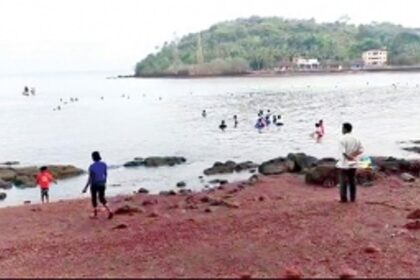 SHELLFISH GAINS: Overexploitation of windowpane oysters at Chicalim Bay leaves Greens worried