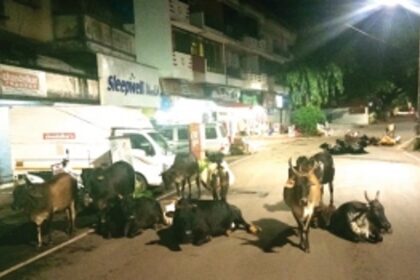 SMART CITY under ‘GRIP’ of Cattle Menace