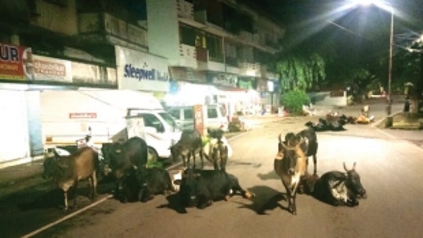SMART CITY under ‘GRIP’ of Cattle Menace