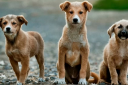 SMC formed for animal birth control