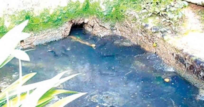 SNAKES FEEL AT  HOME IN FLOWING  MALA SEWAGE