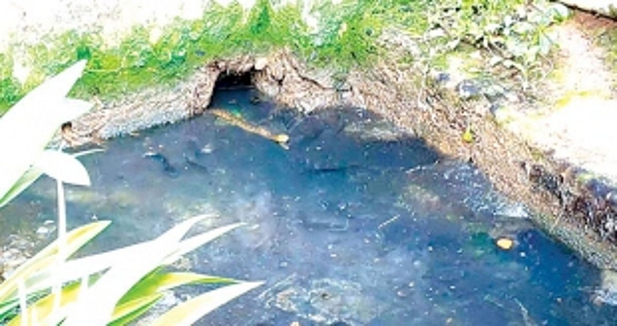 SNAKES FEEL AT  HOME IN FLOWING  MALA SEWAGE