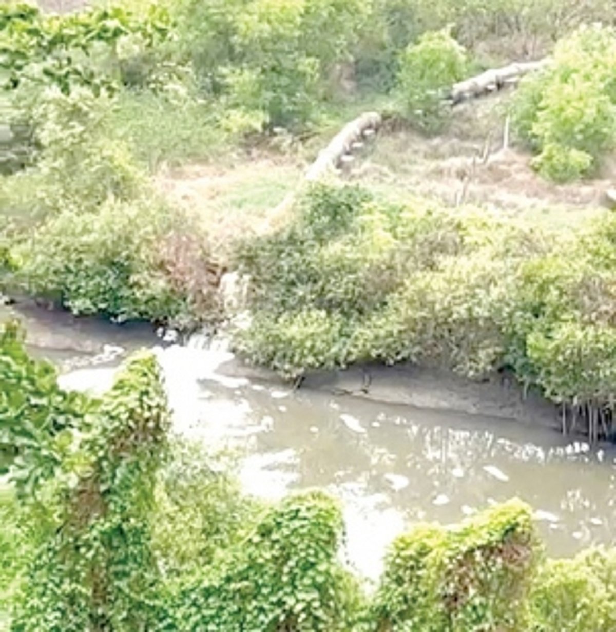 STP still releasing sewage  into Baga river: CCF