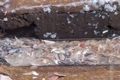 STREET VOICES: Is the filthy condition of Panjim fish market keeping away customers?