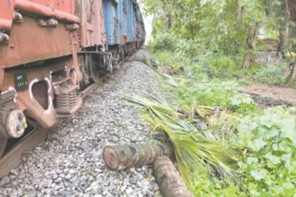 SWR slammed for felling trees on private land