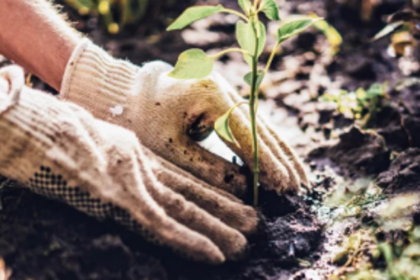 SWR undertakes plantation  drive to protect environment