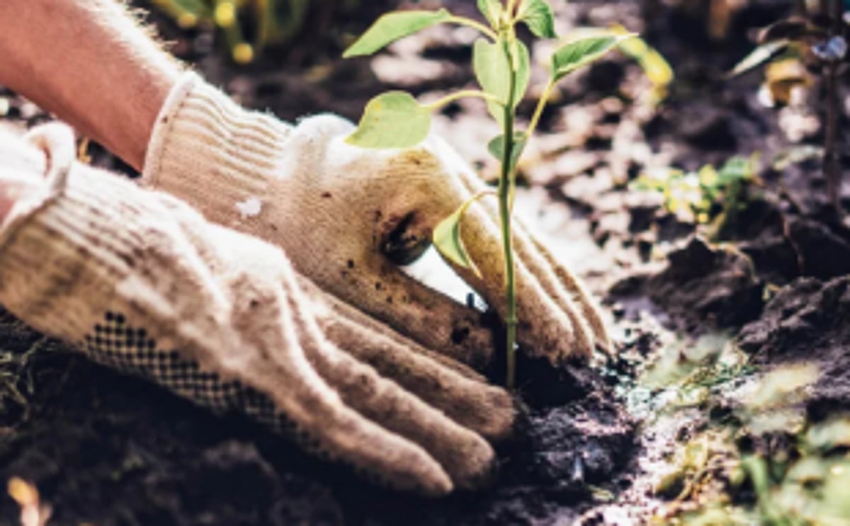 SWR undertakes plantation  drive to protect environment