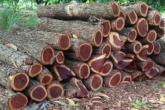 Sacorda-Shel Melauli route used to smuggle Catechu wood