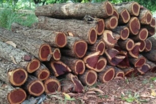 Sacorda-Shel Melauli route used to smuggle Catechu wood