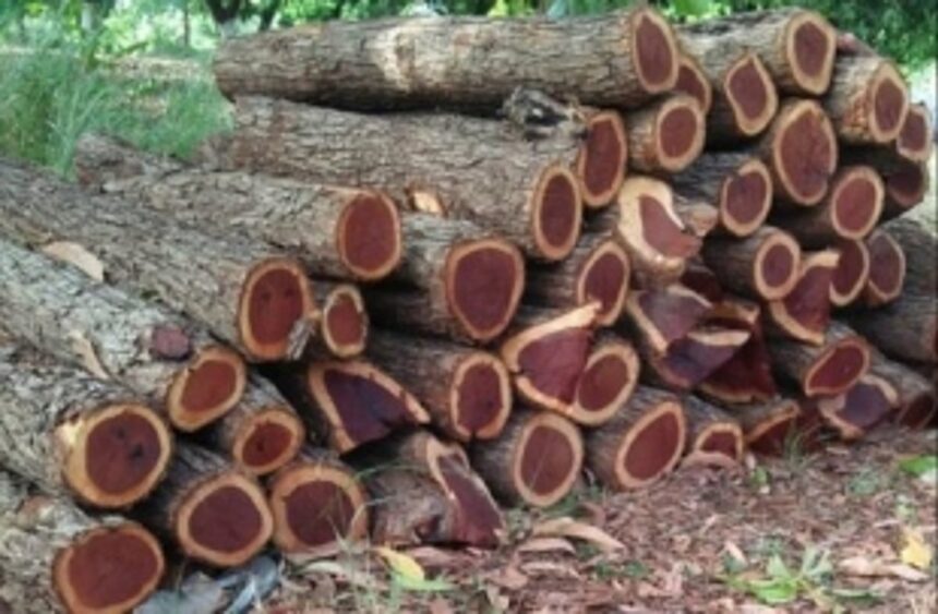 Sacorda-Shel Melauli route used to smuggle Catechu wood