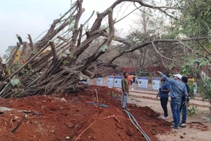 Sacred Banyan Tree Severely Damaged During Controversial Translocation